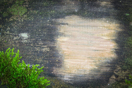 moss on wood backgroundsの写真素材