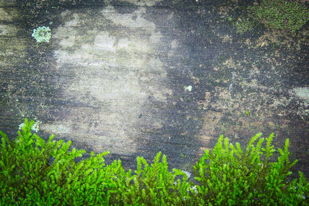 moss on wood for backgroundsの写真素材