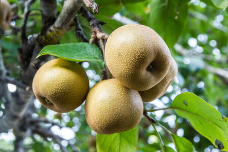 Chinese pear on treeの写真素材