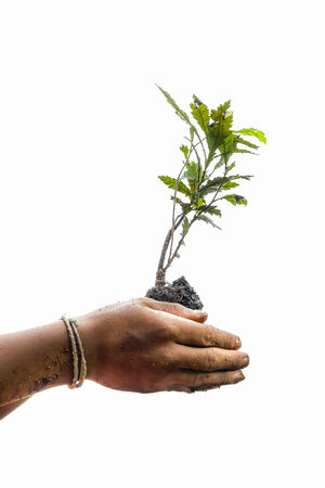 Hands holding small young tree isolated on white background の写真素材