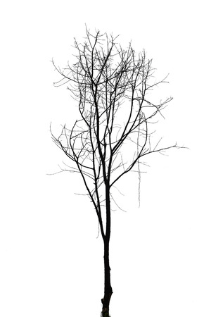 Single old and dead tree isolated on white backgroundの写真素材