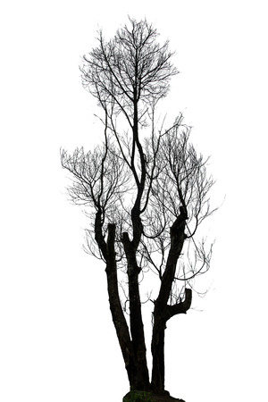 Single old and dead tree isolated on white background の写真素材