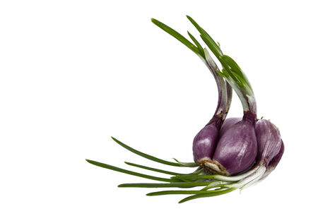 Sprouting onions isolated on white の写真素材