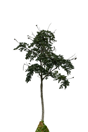 Tree isolated on white background の写真素材