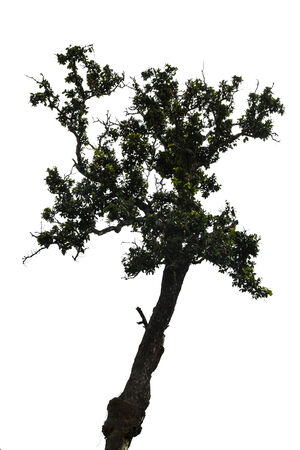 Tree isolated on white background の写真素材