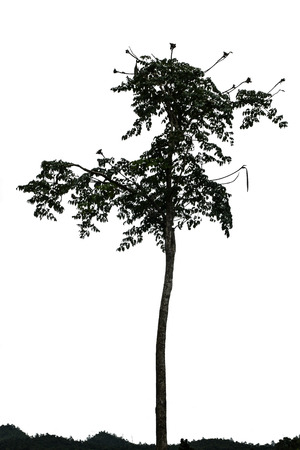 Tree isolated on white background の写真素材
