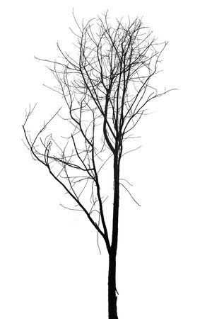 Single old and dead tree isolated on white background の写真素材