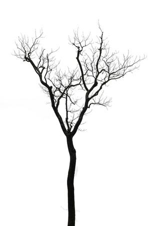 Single old and dead tree isolated on white background の写真素材