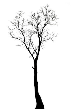 Single old and dead tree isolated on white background の写真素材