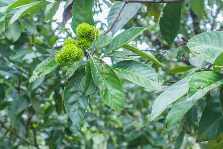 Chestnut on treeの写真素材