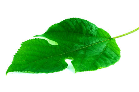 green leaf on a whiteの写真素材