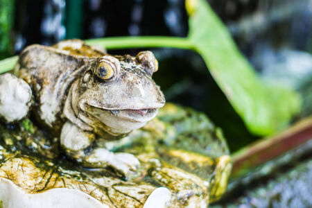 A frog statue の写真素材