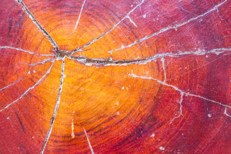 Close-up of a tree trunk with beautiful pattern の写真素材