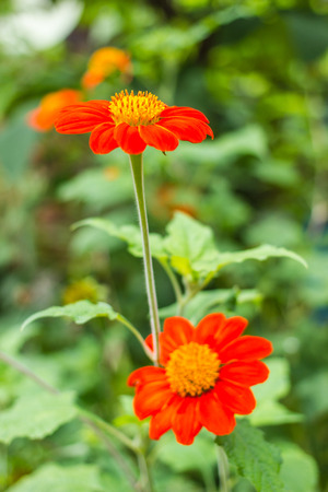 Beautiful yellow or Orange flowers in Thailandの写真素材