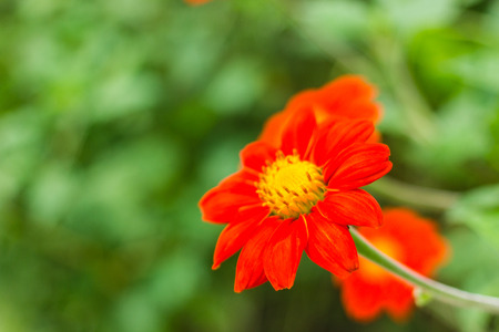 Beautiful yellow or Orange flowers in Thailandの写真素材