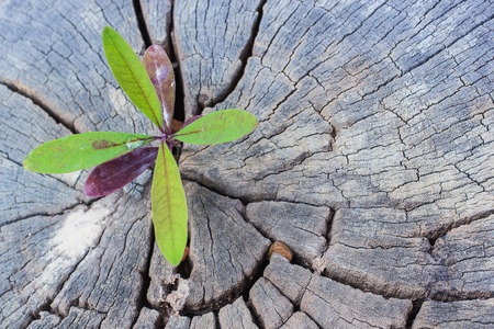 Green sapling growing from old tree stump