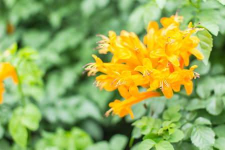 Beautiful yellow or Orange flowers in Thailandの写真素材