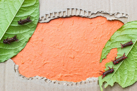 Leaf worm blank photo.  paper backgroundの写真素材