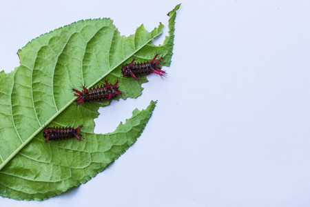 Worms eating leavesの写真素材