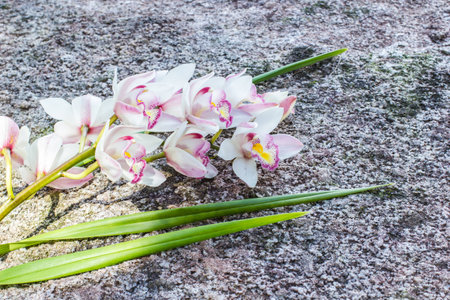 beautiful orchid cymbidium on rock background.の写真素材