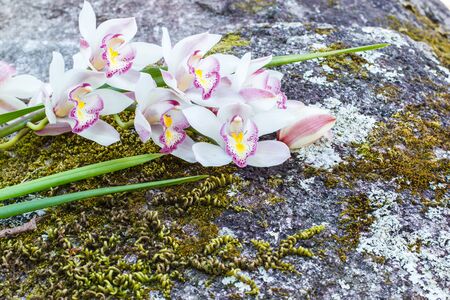 beautiful orchid cymbidium on rock background.の写真素材