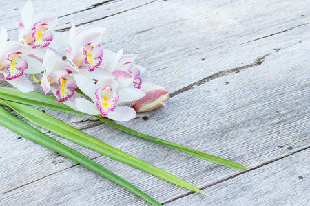 beautiful orchid cymbidium on wood background.の写真素材