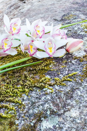 Flowers of cymbidium orchid on rock background.の写真素材