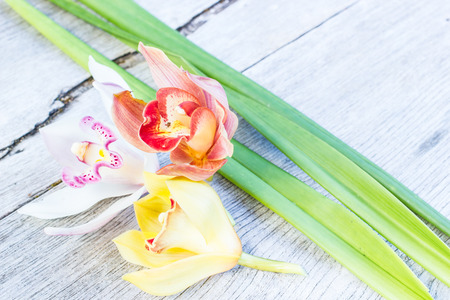 Flowers of cymbidium orchid on wood background.の写真素材