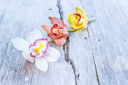 Flowers of cymbidium orchid on wood background.の写真素材