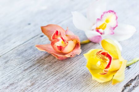 Flowers of cymbidium orchid on wood background.の写真素材