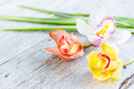 Flowers of cymbidium orchid on wood background.の写真素材