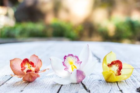 Flowers of cymbidium orchid on wood background.の写真素材