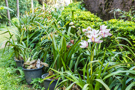 Beautiful Flower Orchid in garden.の写真素材