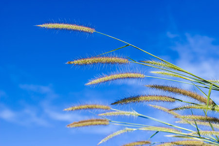 Glass blossom with clear blue sky