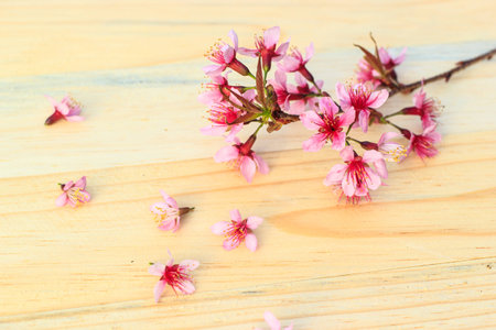 Flowering branch with pink delicate flowers on wooden surface. Declaration of love, spring. Wedding...