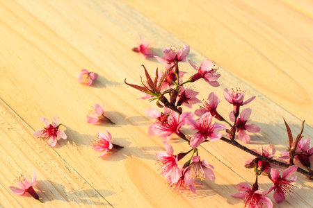 Flowering branch with pink delicate flowers on wooden surface. Declaration of love, spring. Wedding card, Valentine\\の写真素材