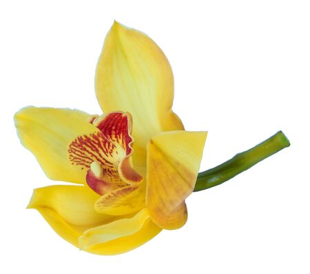 ิBeautiful orchid vanda isolate on white backround.の写真素材