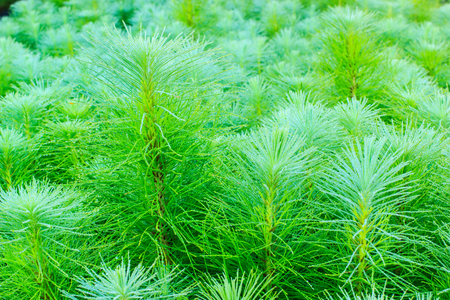 young pines in the morning, background