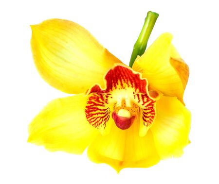 Beautiful Flower Orchid close up isolated on white backgroundの写真素材