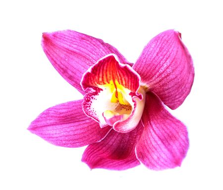 Beautiful Flower Orchid close up isolated on white backgroundの写真素材