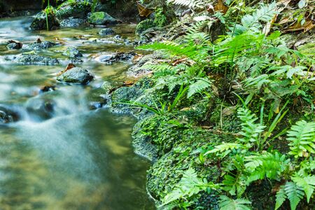 Green grass growing on stone in stream.の写真素材