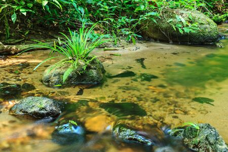 Green grass growing on stone in stream.の写真素材