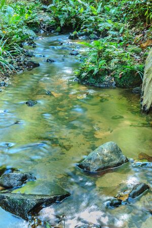 Babbling Brook in Green Forestの写真素材