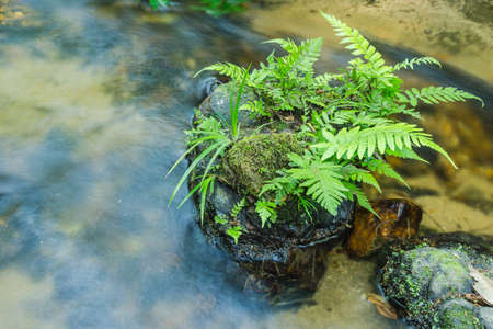 fern growing on stone in stream.の写真素材