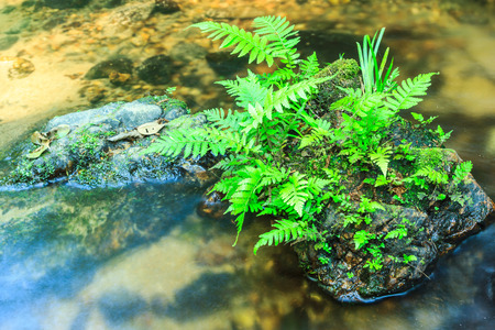 fern growing on stone in stream.の写真素材