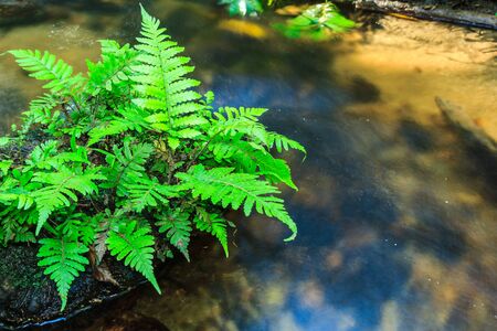 fern growing on stone in stream.の写真素材