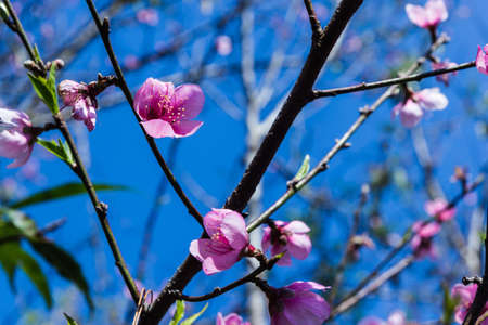 Beautiful peach blossom flowers on tree with blue sky background.の写真素材