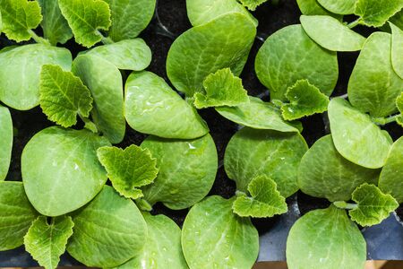pumpkin seedling in black trayの写真素材