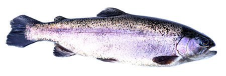 Rainbow trout Oncorhynchus mykiss females isolated on a white background.の写真素材