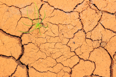 Seedling growing trough dry soil cracksの写真素材